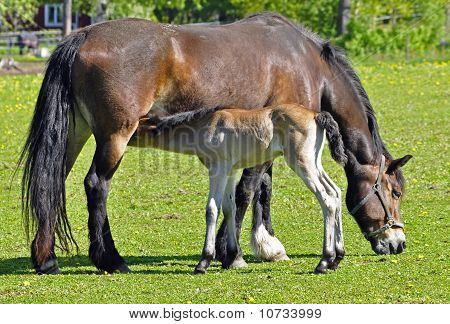 Cavallo In campo.