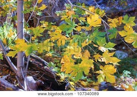 Bigleaf Maple Leaves