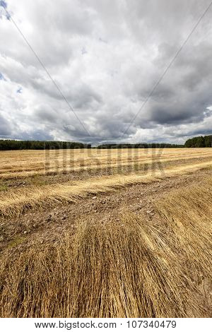 Agricultural field .  flax