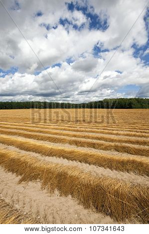 Agricultural field .  flax