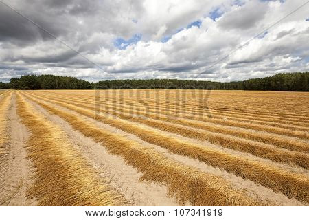 Agricultural Field On Which Was Recently Removed Flax. Autumn