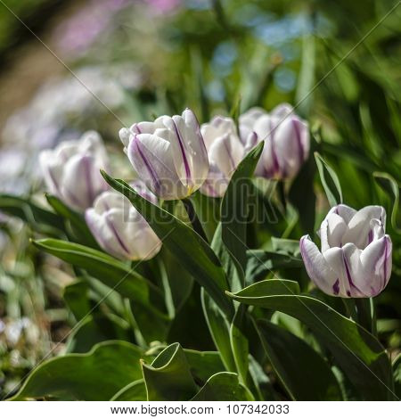 Tulips