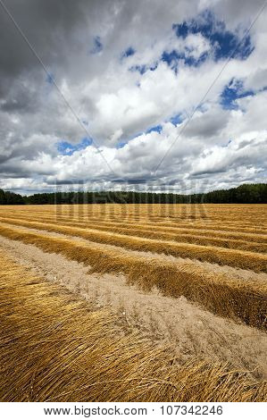 Agricultural Field On Which Was Recently Removed Flax. Autumn