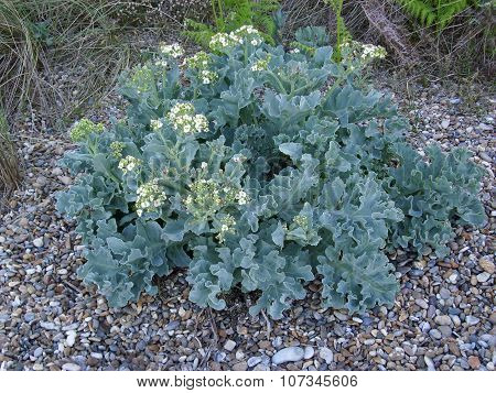 Flowering sea kale