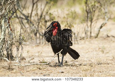 Southern Ground-hornbill In Kruger National Park