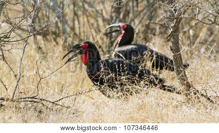 Southern Ground-hornbill In Kruger National Park