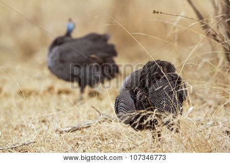 Helmeted Guineafowl In Kruger National Park