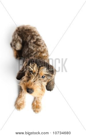 Dachshund