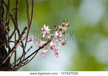 Seidenfadenia Mitrata Is Native To Thailand And To Myanmar Burma