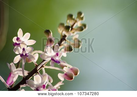 Seidenfadenia Mitrata Is Native To Thailand And To Myanmar Burma