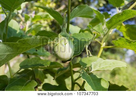 Melongena or eggplant tree (eat as vegetable in Thai food)