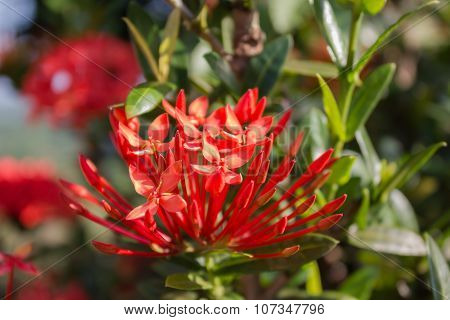 Red flower Rubiaceae on nature background