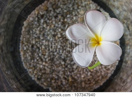 Beautiful white flower plumeria floated on water and pebble in widemouthed glass jar