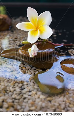 plumeria or frangipani decorated on water and pebble rock in zen style for spa meditation mood