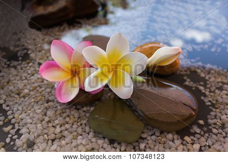 plumeria or frangipani decorated on water and pebble rock in zen style for spa meditation mood