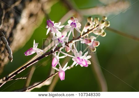 Seidenfadenia Mitrata Is Native To Thailand And To Myanmar Burma
