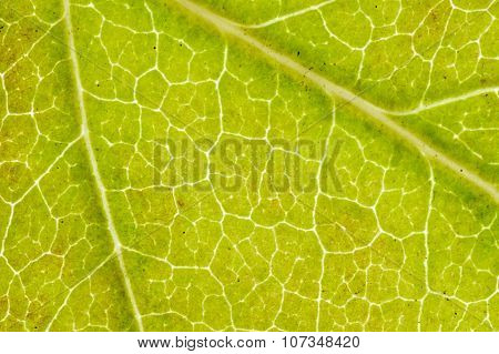 an autumn leaf