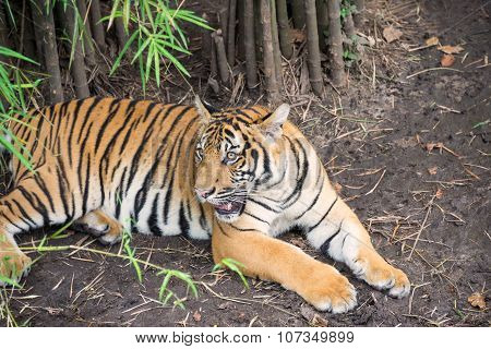 Malayan Tiger Under Bamboo Trees