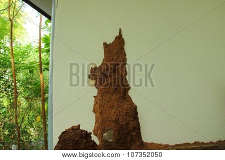 Termite mound