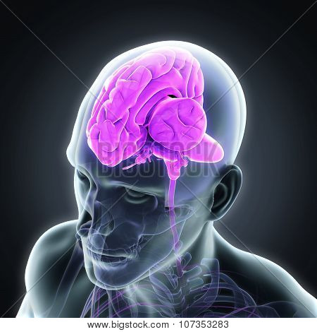 Human Brain Anatomy