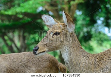 Eld's Deer Also Known As The Thamin Or Brow-antlered Deer.