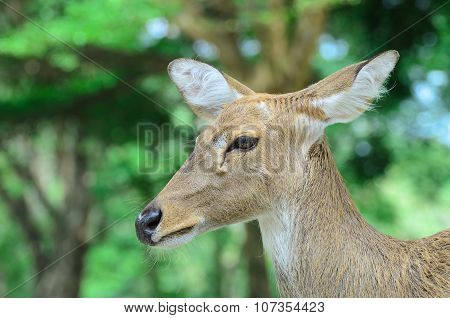 Eld's deer also known as the thamin or brow-antlered deer.