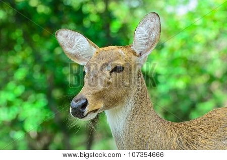 Eld's Deer Also Known As The Thamin Or Brow-antlered Deer.