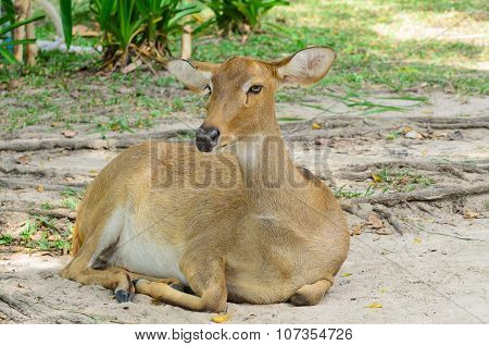 Eld's Deer Also Known As The Thamin Or Brow-antlered Deer.