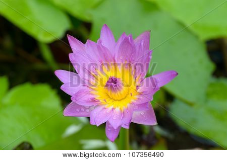 A water flower also called a lotus - in a pond surrounded by floathing leaves.