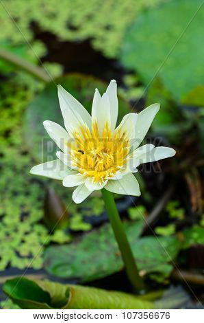 A water flower also called a lotus - in a pond surrounded by floathing leaves.