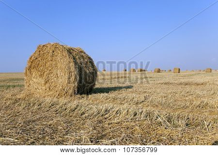 Haystacks Straw Lying In The Agricultural Field After Harvest. Summer