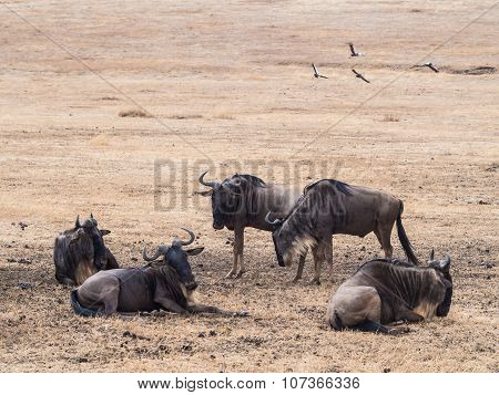 Wildebeest In Ngorongoro