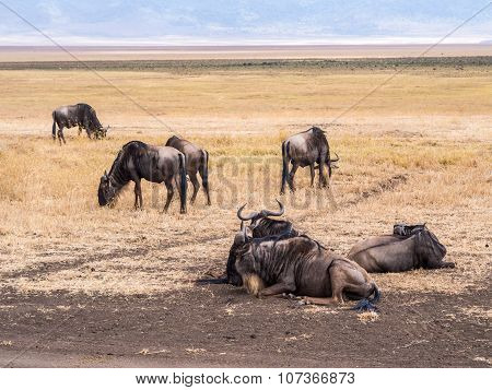 Wildebeest In Ngorongoro