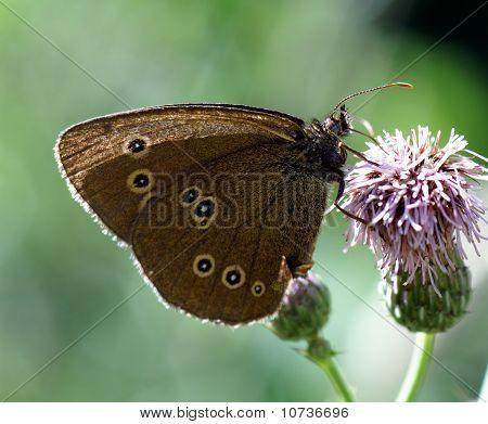 papillon tacheté, boire le nectar