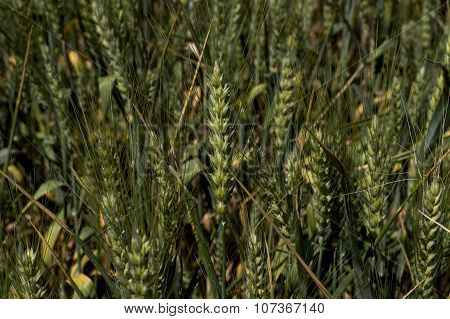 Green Ears Of Wheat, Macro