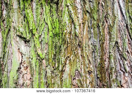 Close Up Of The Tree Bark With Green Moss