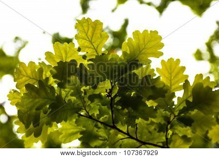 Green Leaves Of The Oak Tree In The Sunshine