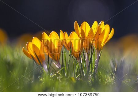 Yellow crocus flowers of spring at early morning, London, UK