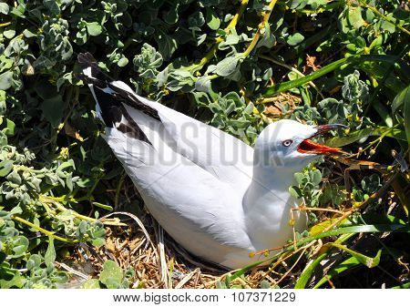 Sea Gull Squawking on Penguin Island