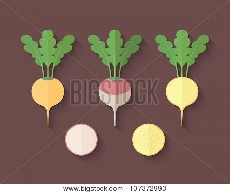 A Set Of Vegetables In A Flat Style - Turnip And Rutabaga