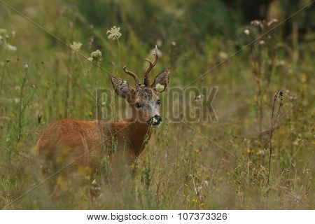 Roe Deer