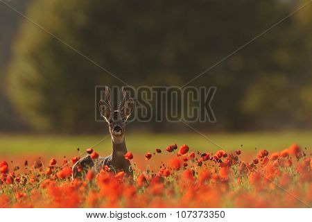 Roe Deer