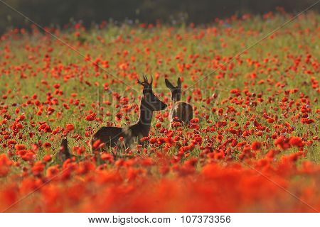 Roe Deer