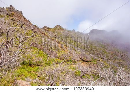 Hiking Trail Passage Pico Arieiro To Pico Ruivo - Burned Trees Along The Path
