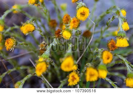Spring Flowers Coltsfoot (tussilago Farfara)