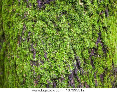 Close Up Of The Tree Bark Overgrown With Moss