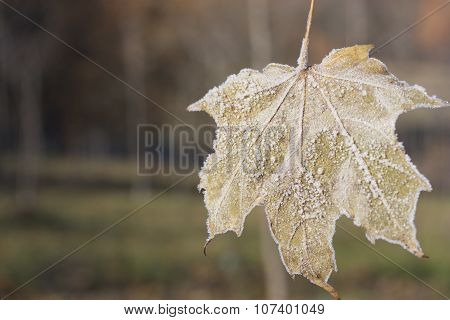 leaf covered with frost