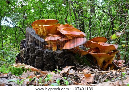 Jack O'lantern Mushrooms