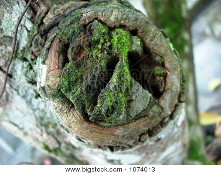 Arbre