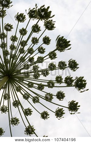 Umbel With Seeds Of The Hogweed